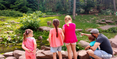 Parc animalier en Alsace : découvrir la montagne des singes avec les enfants