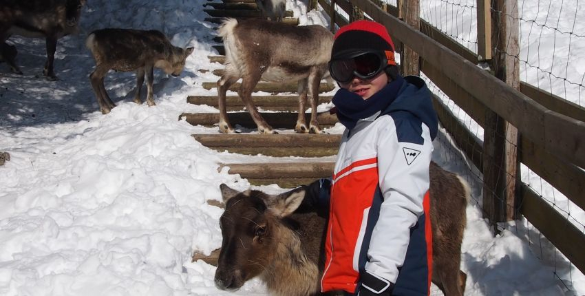 La ferme aux rennes : Ferme pédagogique nordique à Soultzeren